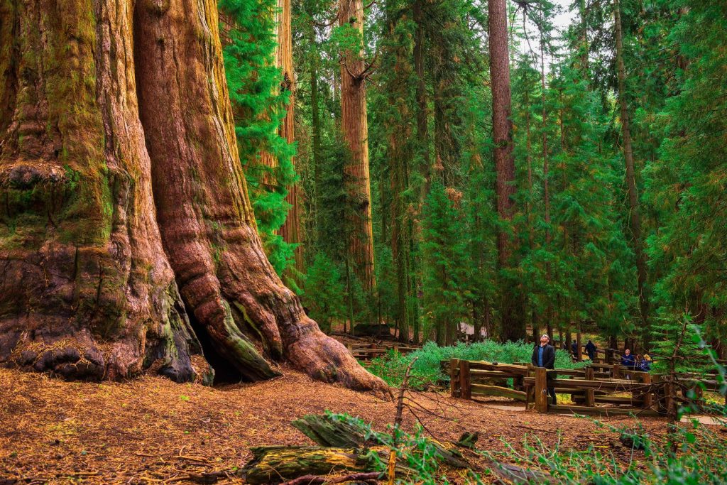 2,377 Illegal Marijuana Plants Were Wrecking Sequoia National Park