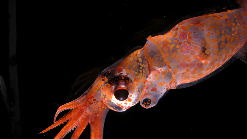 a clear squid like creature dotted with small orange circles