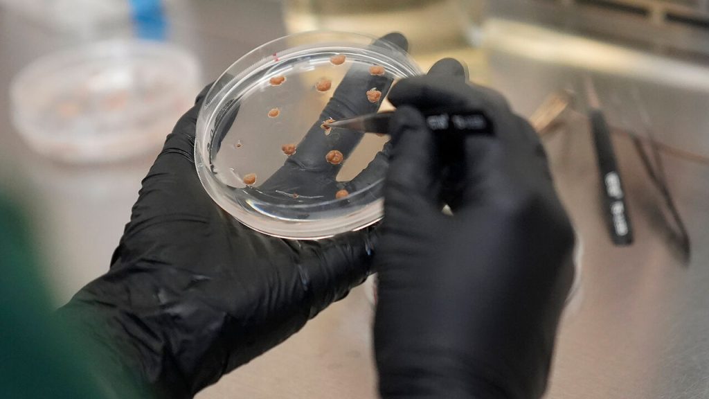 California Cultured lab technician Aubrey McKeand works on cell cultures in the company's lab in West Sacramento
