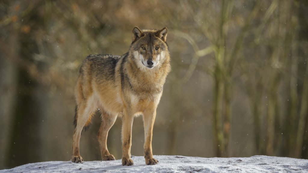 Does hunting wolves help ranchers? New study shows not much : NPR