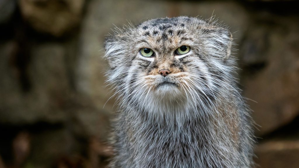 Closeup of a grumpy-looking Pallas's cat's head.