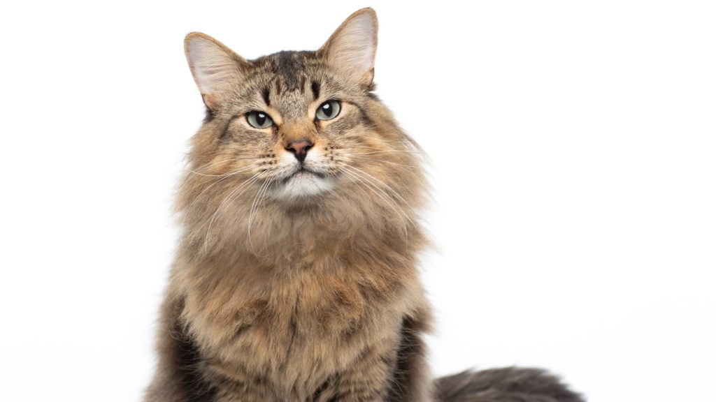 The real star of 'Caught Stealing' is a fluffy Siberian forest cat : NPR