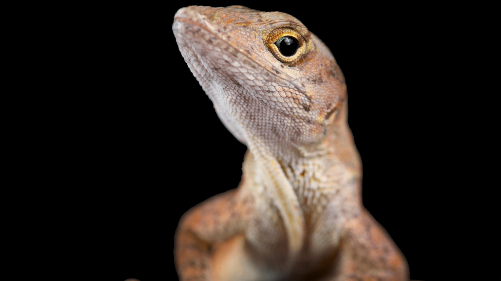 close up of Cuban brown anole