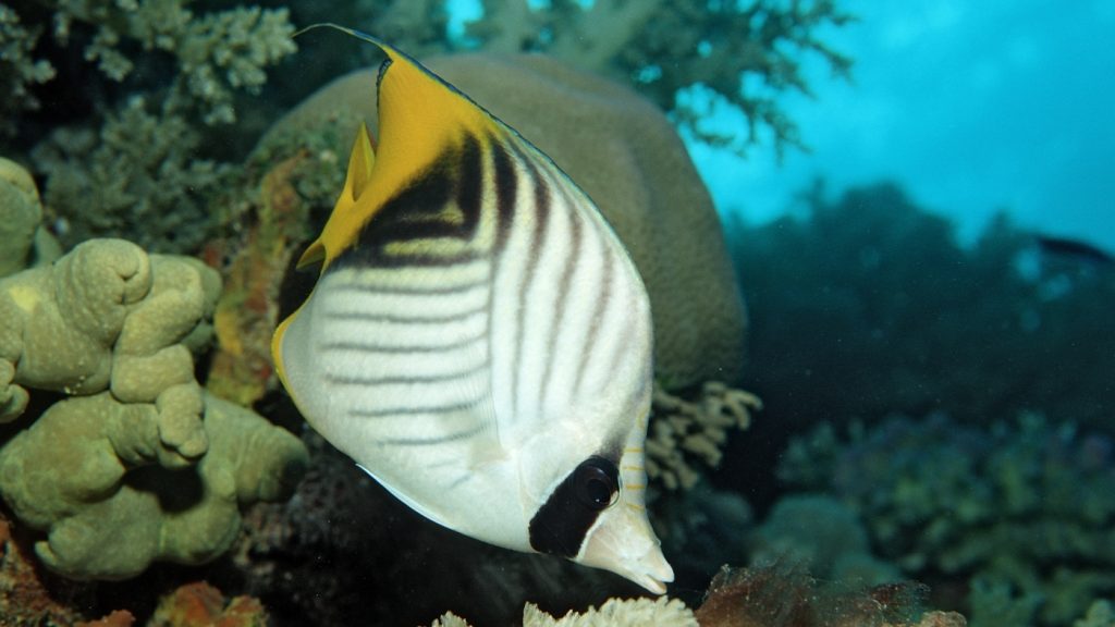 These fish may feel pleasure while being groomed by other fish : NPR
