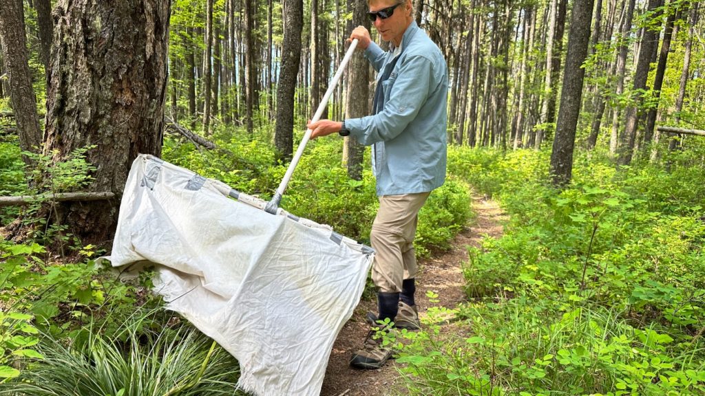 Ticks are migrating, but scant surveillance may leave doctors in the dark when it comes to treating patients : Shots