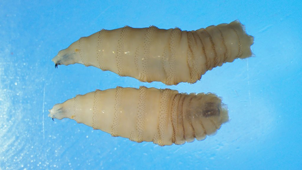 Close-up photo of new world screwworm larvae (maggots).