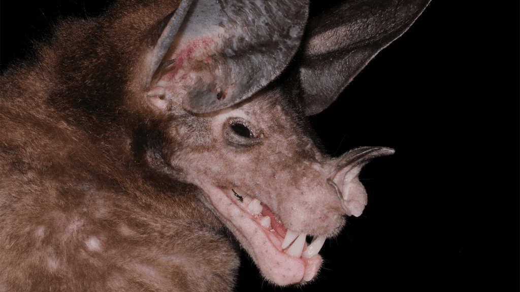 World’s largest carnivorous bats are big softies