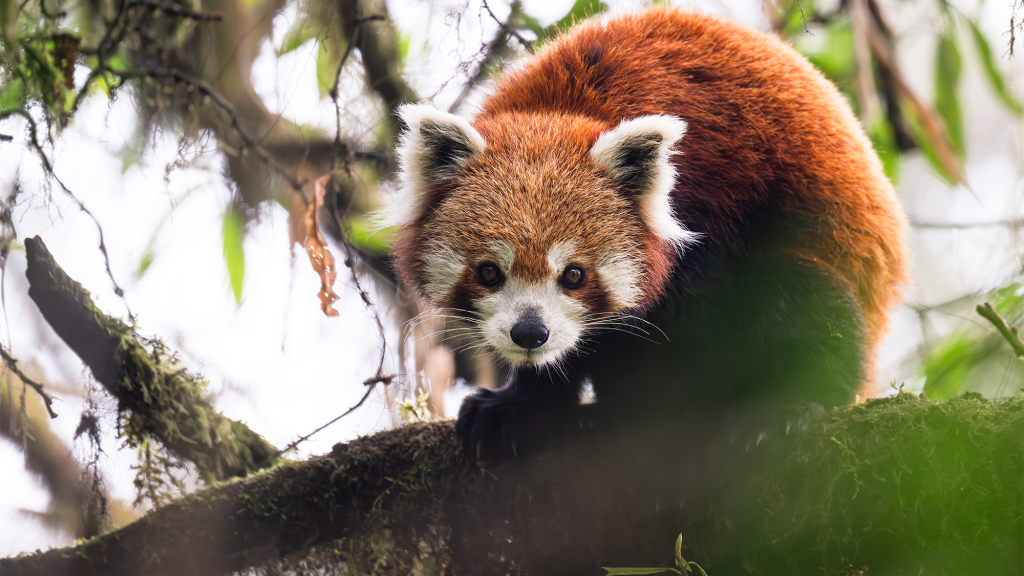 11 adorable photos of red pandas to celebrate International Red Panda Day