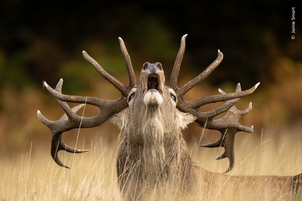 a buck howling into the sky