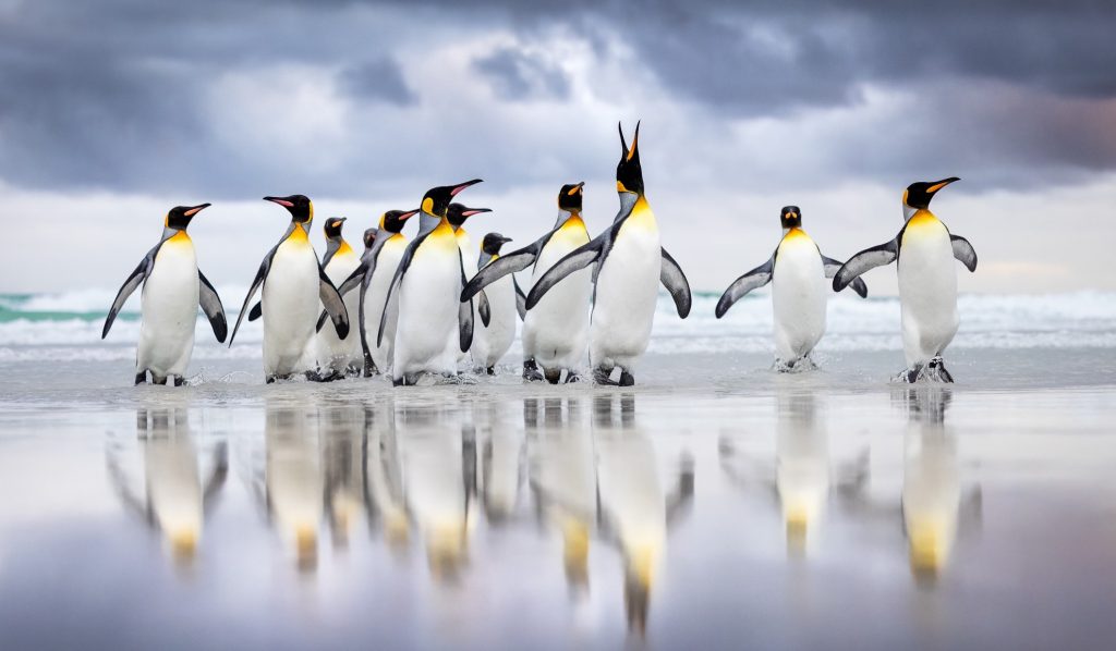 15 gorgeous images from the 2025 Bird Photographer of the Year awards