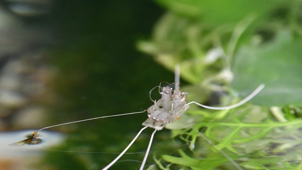 A robot walks on water thanks to evolution’s solution