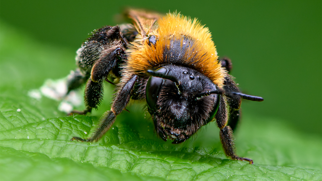 Bees have thousands of eyes