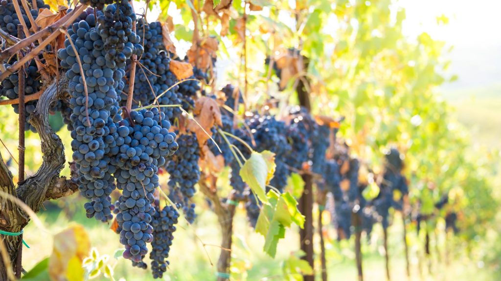 Bronze Age farmers often prioritized wine over olives