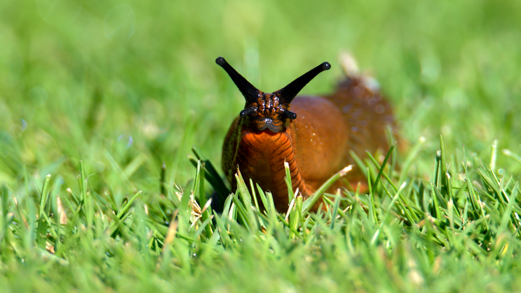 Ding-dong-ditch culprit turns out to be... a slug