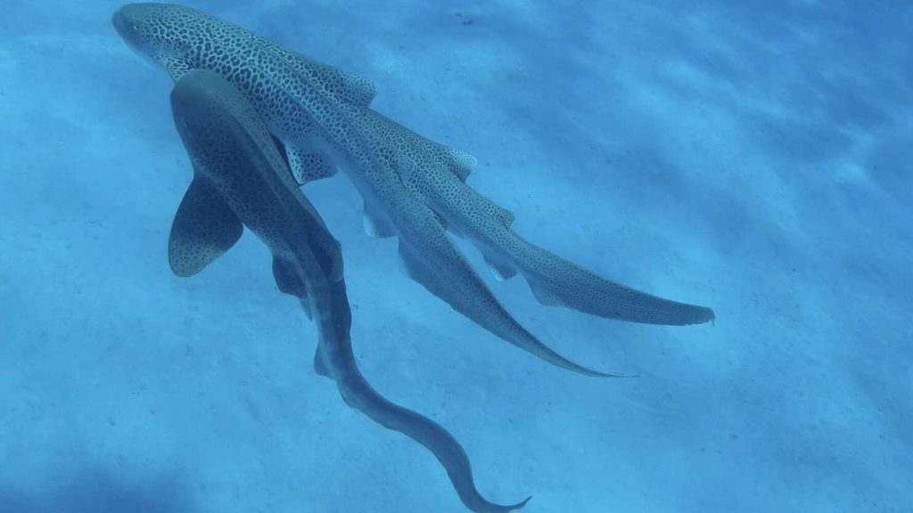 First-ever footage of leopard shark sex shows an unexpected trio