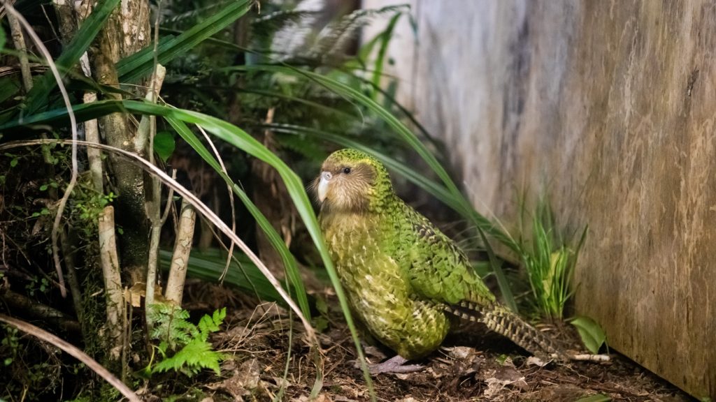 How new tech could help save New Zealand's unique birds : NPR