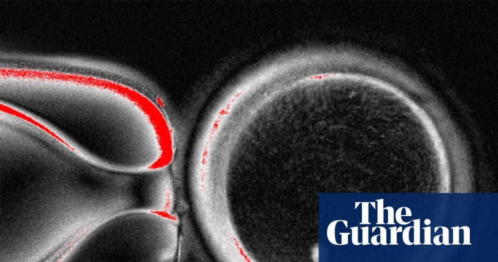 Human skin cells are turned into eggs in fertility breakthrough | Science