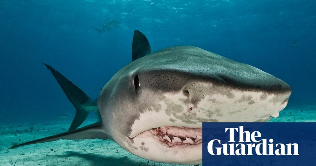 Is there such a thing as a ‘problem shark’? Plan to catch repeat biters divides scientists | Sharks