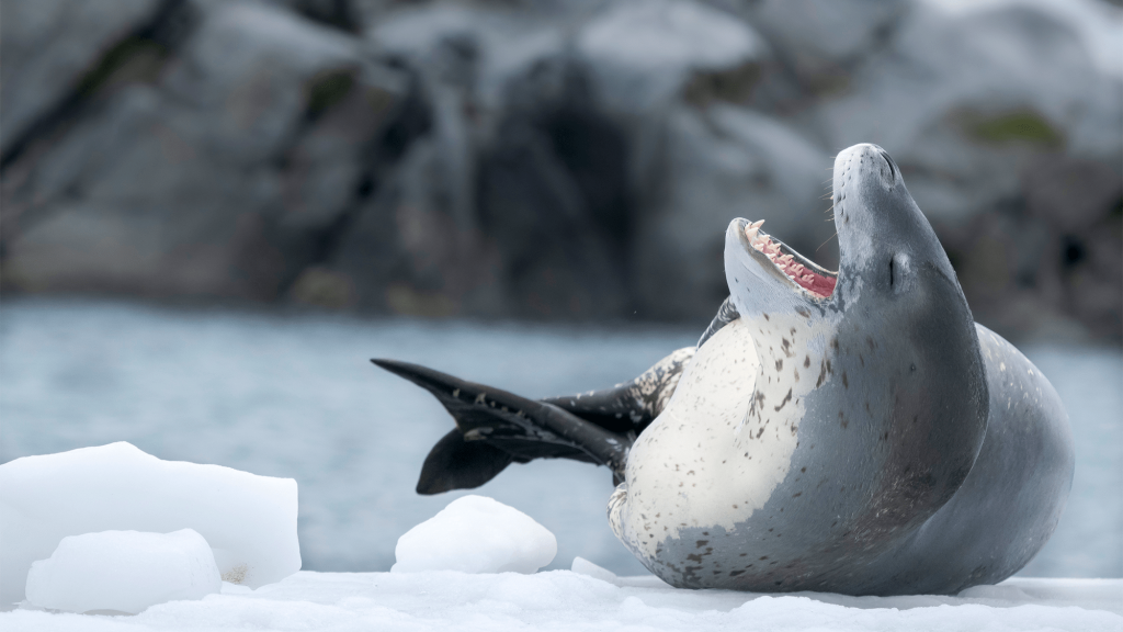 Leopard seals sing like the Beatles