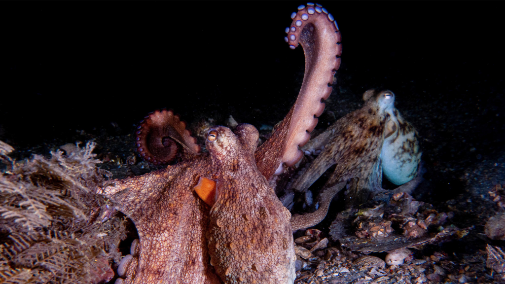 Octopus arms are the animal kingdom's most flexible