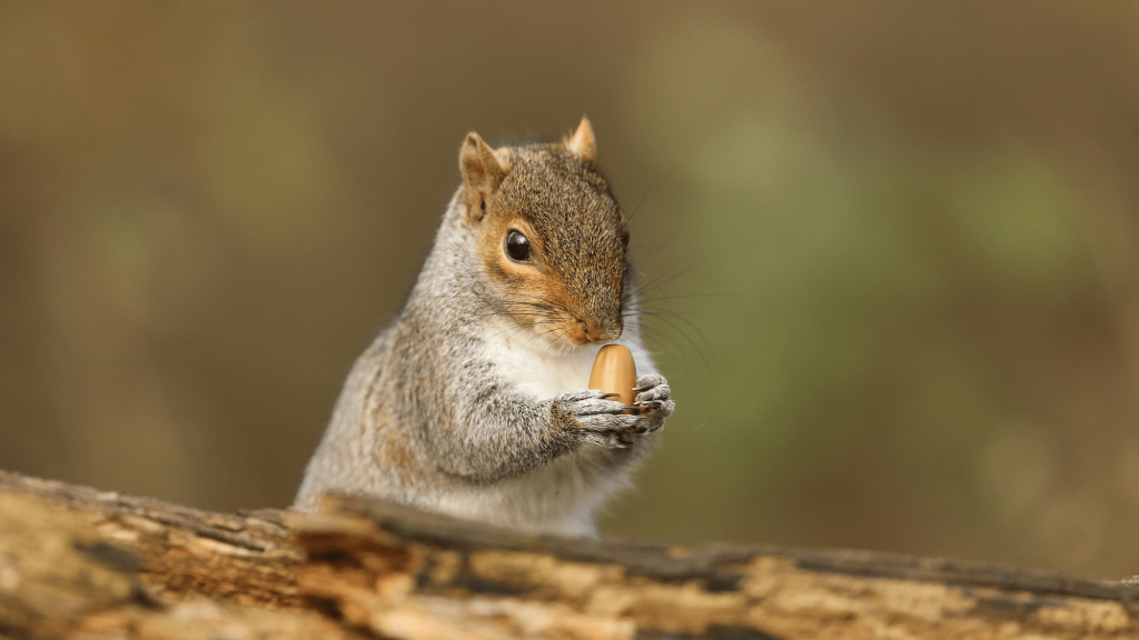 Rodents’ secret weapon? Thumbnails. | Popular Science