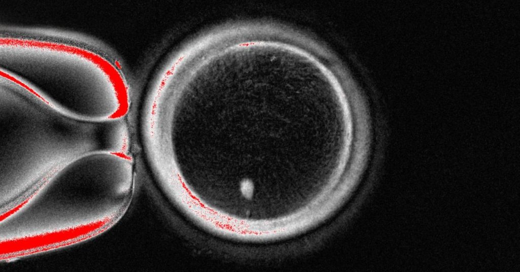 Scientists Made Human Eggs From Skin Cells and Used Them to Form Embryos