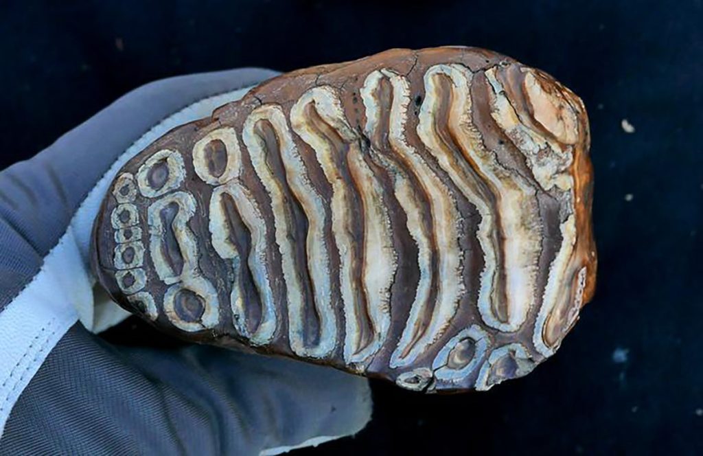Scientists Sequence Bacterial DNA from Germs in Mammoth Teeth