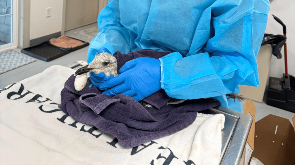 Seagull survives swallowing a giant fish hook--thanks to local vets