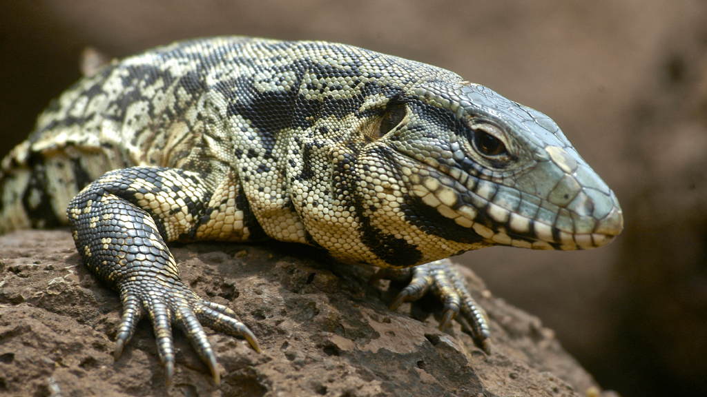 Summer 2025's hottest stars were escaped lizards