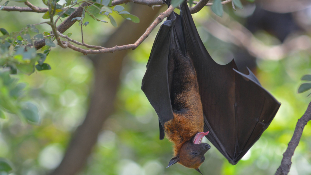 The 2025 Ig Nobel Prizes honor garlicky babies, drunk bats, and more