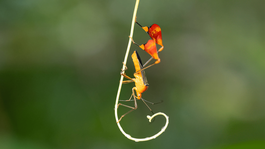 This bug uses ‘red flags’ to tell predators to buzz off
