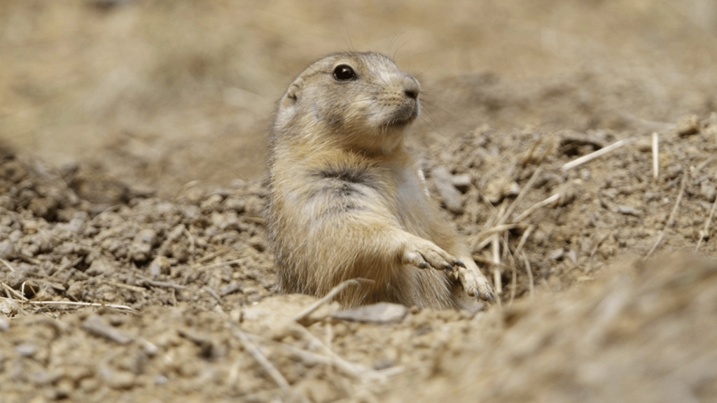 Tiny prairie dogs' poop play a mighty role in grasslands
