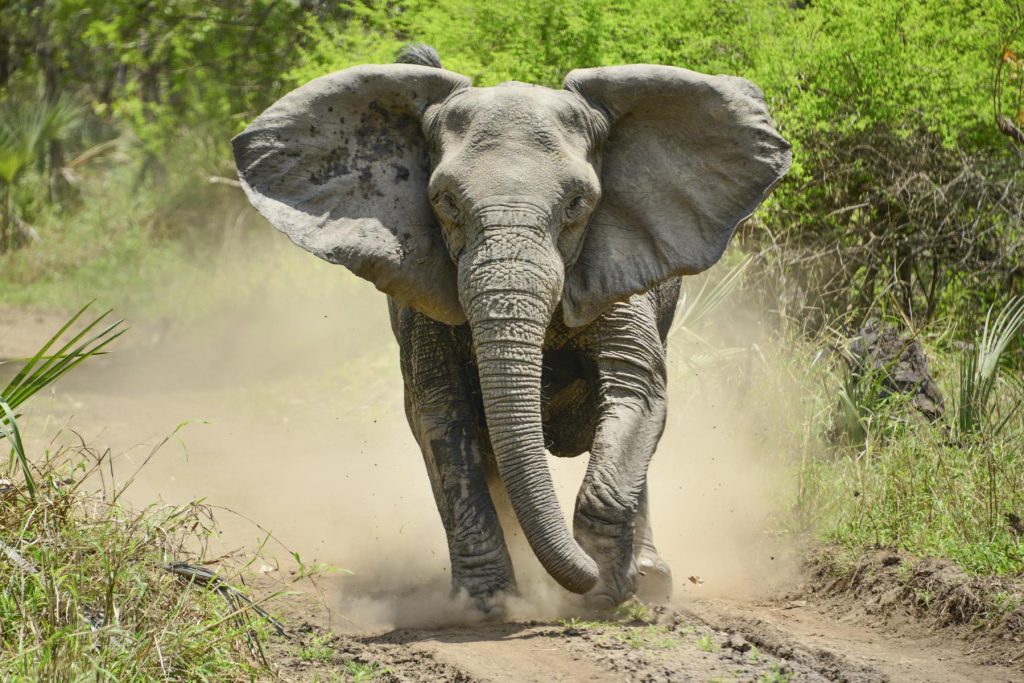 Tourist Faces Backlash After Pouring Beer Down Elephant’s Trunk