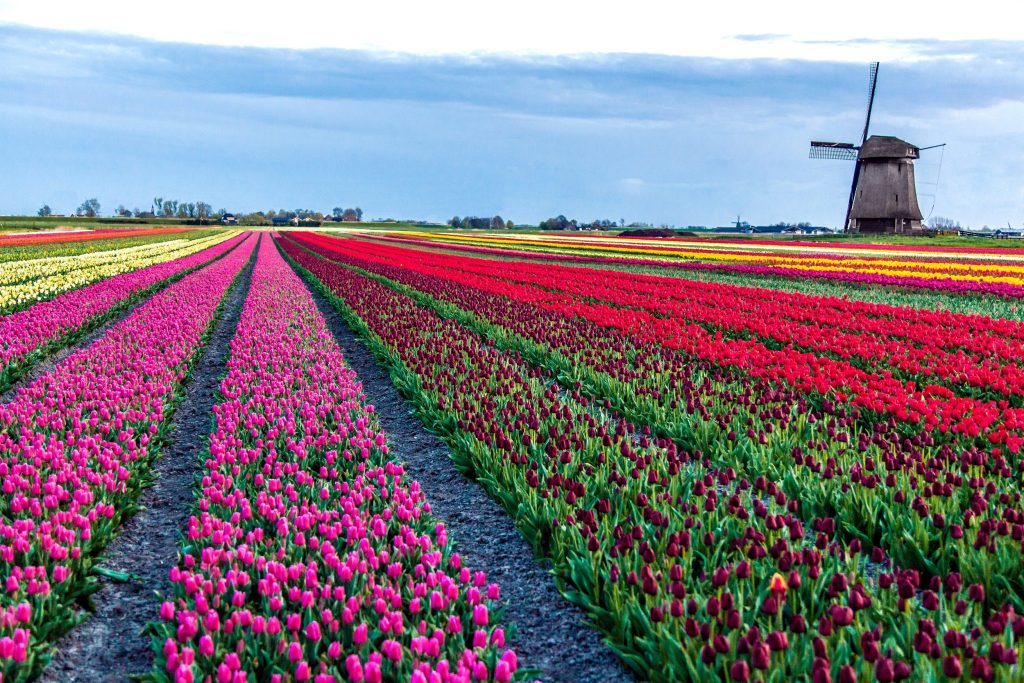 Tulip Season in the Netherlands: Experience it Yourself with Boating and Biking Tours
