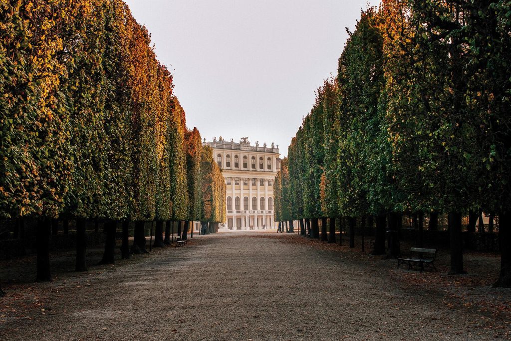 Wine, Cake, and Classical Music Adventures
