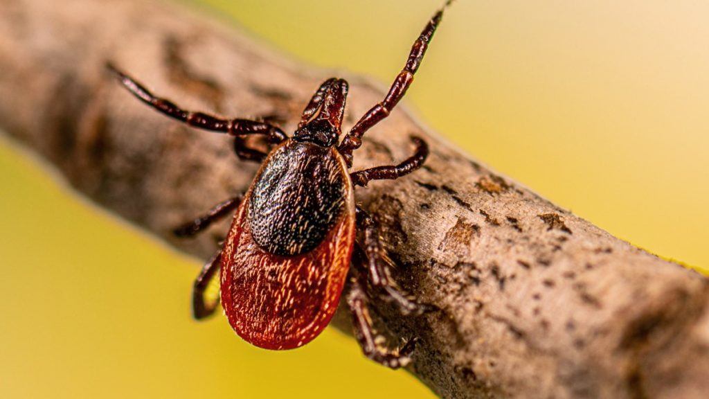 a close-up of a tick on a stick