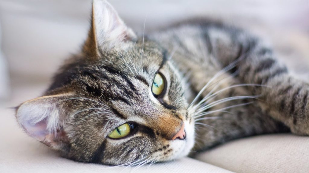 4 common cat myths, debunked