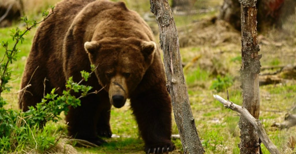 All hail the new Fat Bear Champion