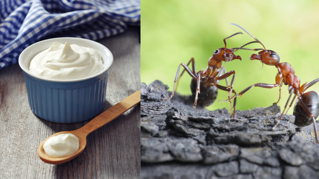 Ants can be used to make 'tangy' yogurt