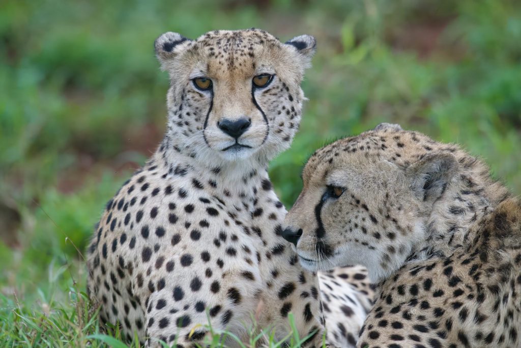 Coming in 2026: A New South Africa Safari Experience and All-Inclusive Resort from Club Med