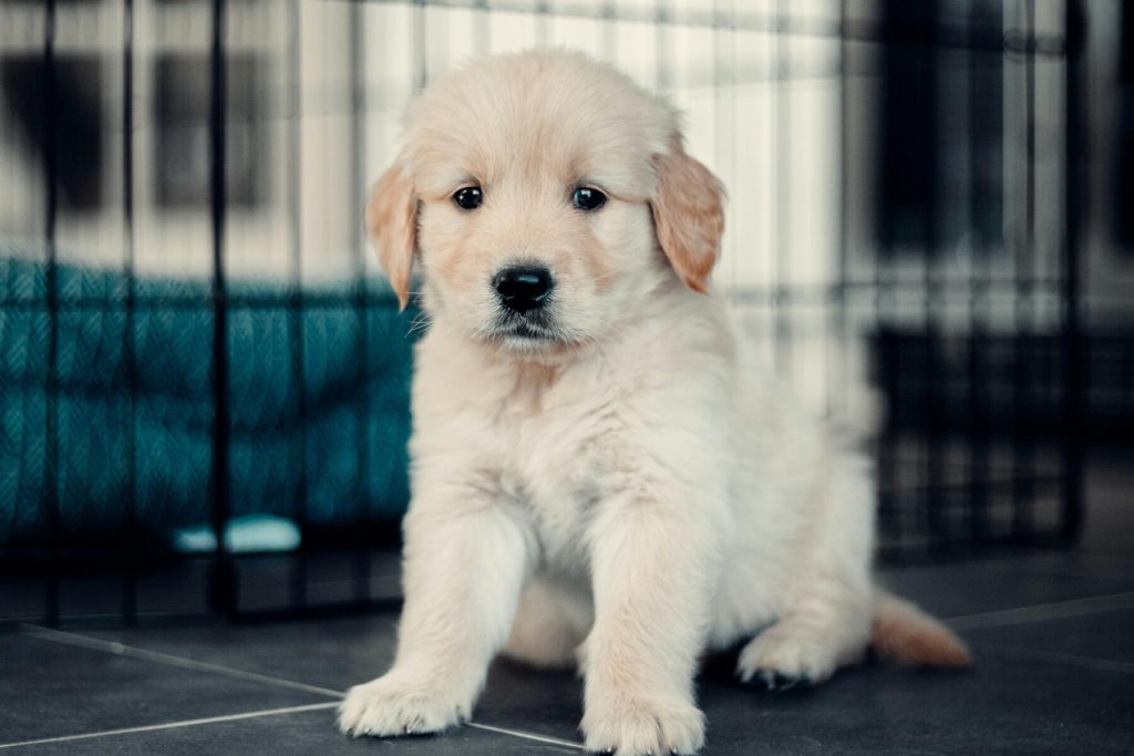 Court Says Pets Are Baggage, They Are the Same as Suitcases
