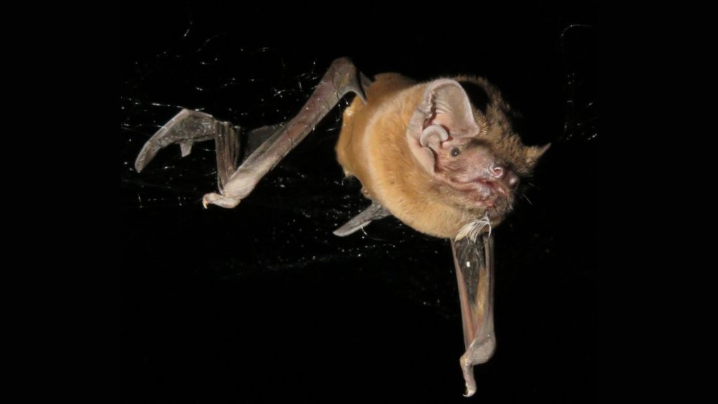 Europe's biggest bat captures and devours birds while flying