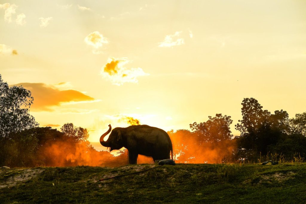 It’s Time to Ban Harmful Elephant Tourism