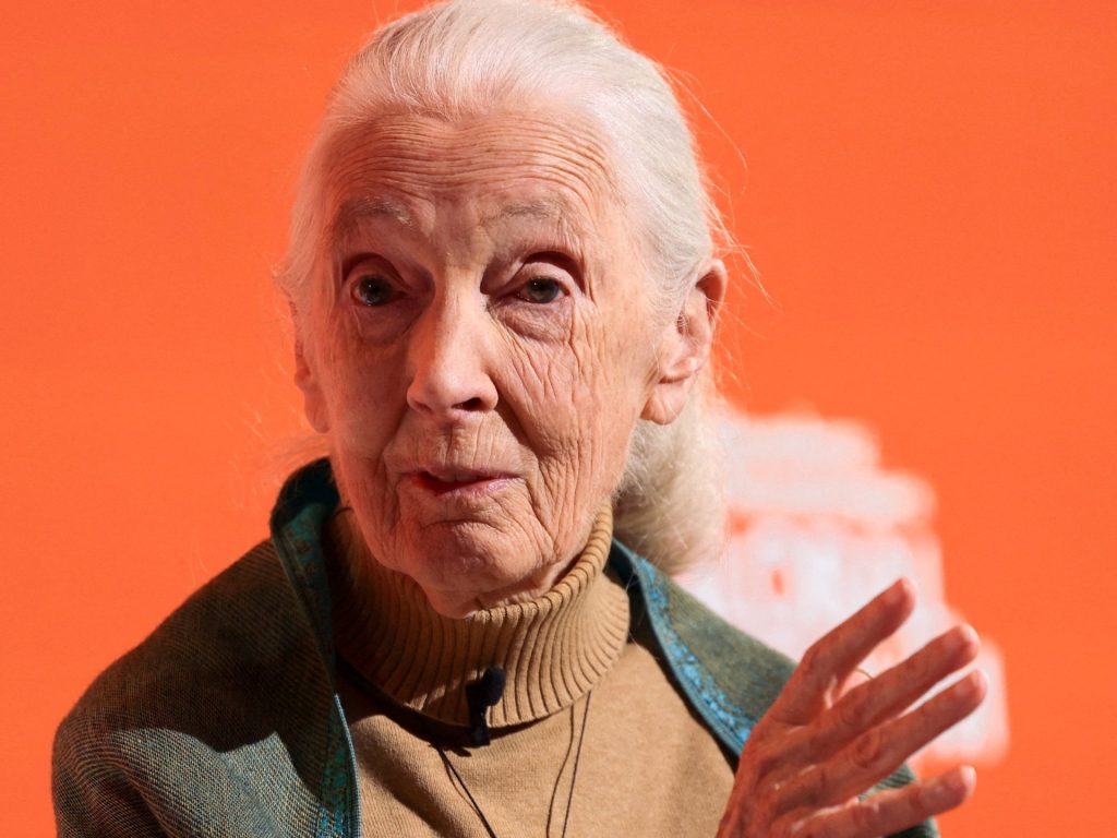Jane Goodall, conservationist and chimpanzee expert, dies aged 91 | Environment News