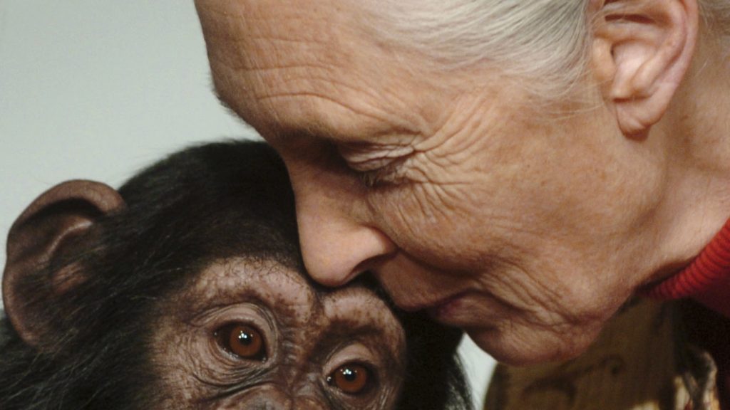 Jane Goodall helped humans understand their place in the world : NPR