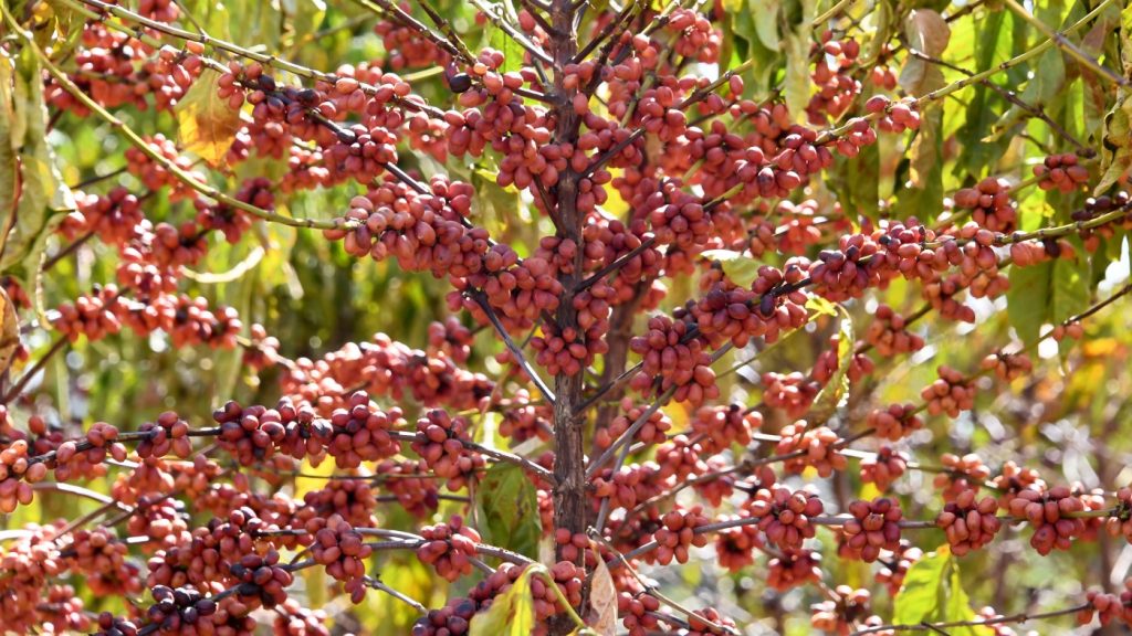 Nonprofit group maps coffee-driven deforestation in Brazil : NPR Nonprofit group maps coffee-driven deforestation in Brazil : NPR