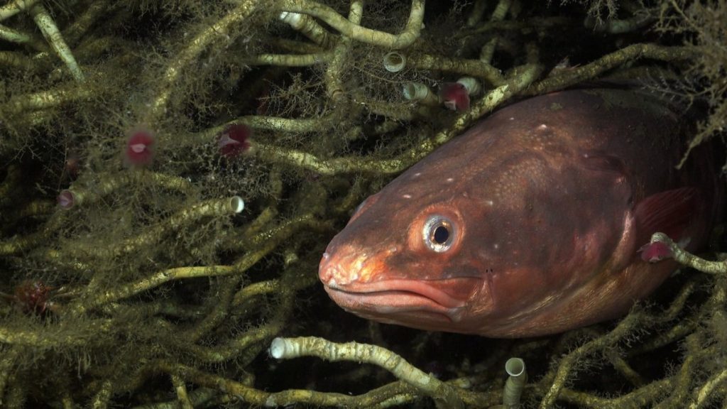 Tiny spider crabs snack on parasites from Chile’s favorite fish