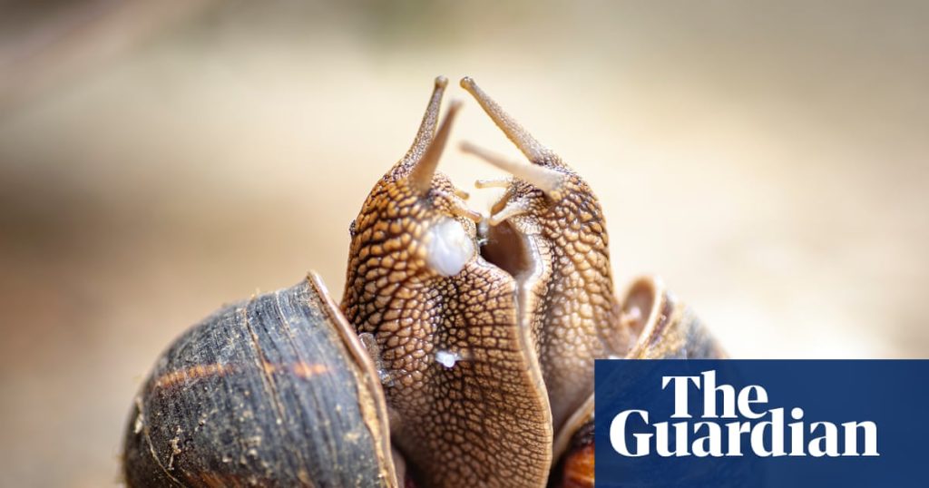 Why aren’t more animals hermaphrodites? | Life and style