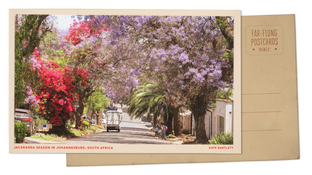 Jacarandas bloom in Johannesburg, South Africa : NPR