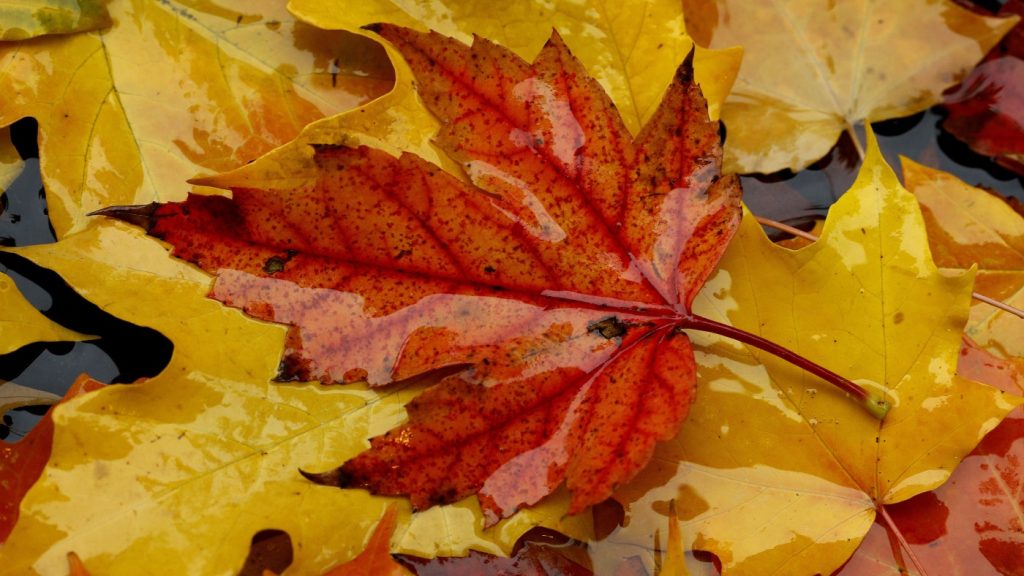 Why do only some leaves turn red in the fall? Scientists can’t agree on an answer : NPR Why do only some leaves turn red in the fall? Scientists can’t agree on an answer : NPR